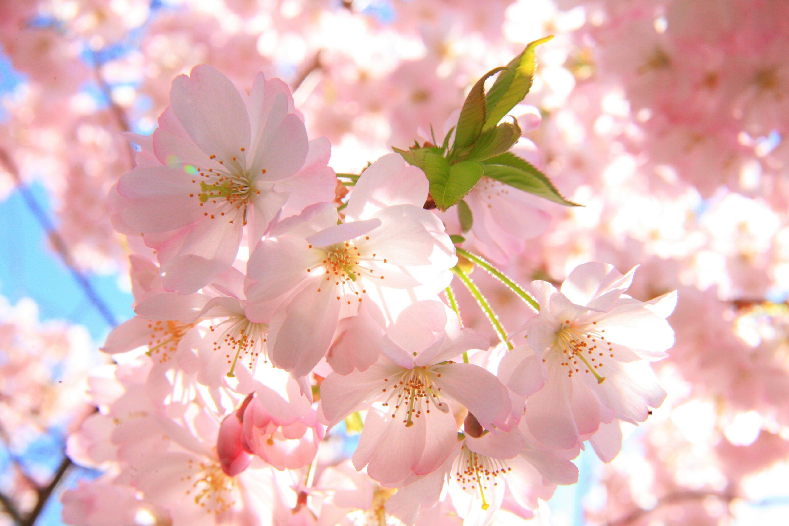 プロフィール背景画像